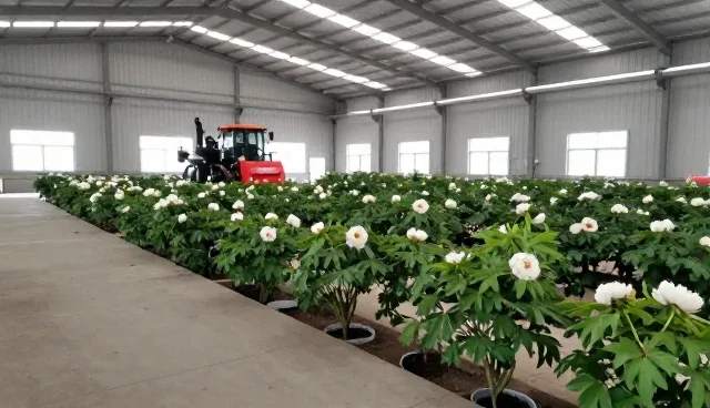 农机在牡丹种植中的实际应用与技术适配